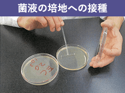 菌液の培地への接種